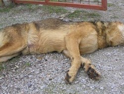 Πάνω από 50 ζώα νεκρά από φόλες στη Ρόδο!